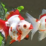 Peixe Ryukin: O pet aquático que combina beleza e personalidade