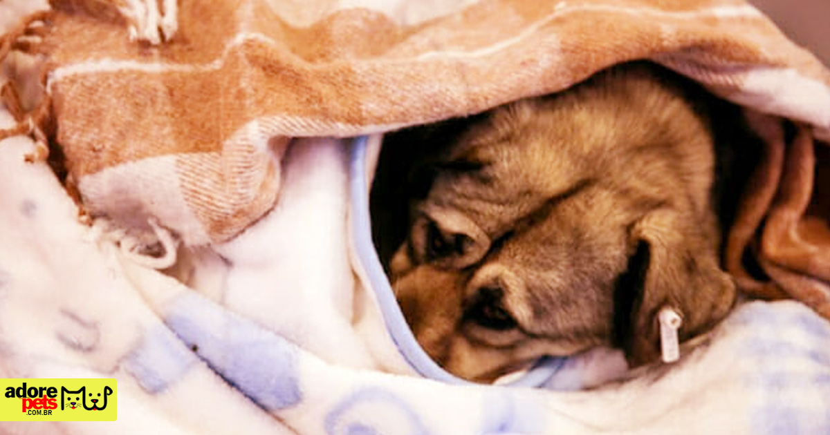Cachorro no Frio: Mantenha seu Pet seguro e aconchegado no inverno Cachorro no Frio: Mantenha seu Pet seguro e aconchegado no inverno