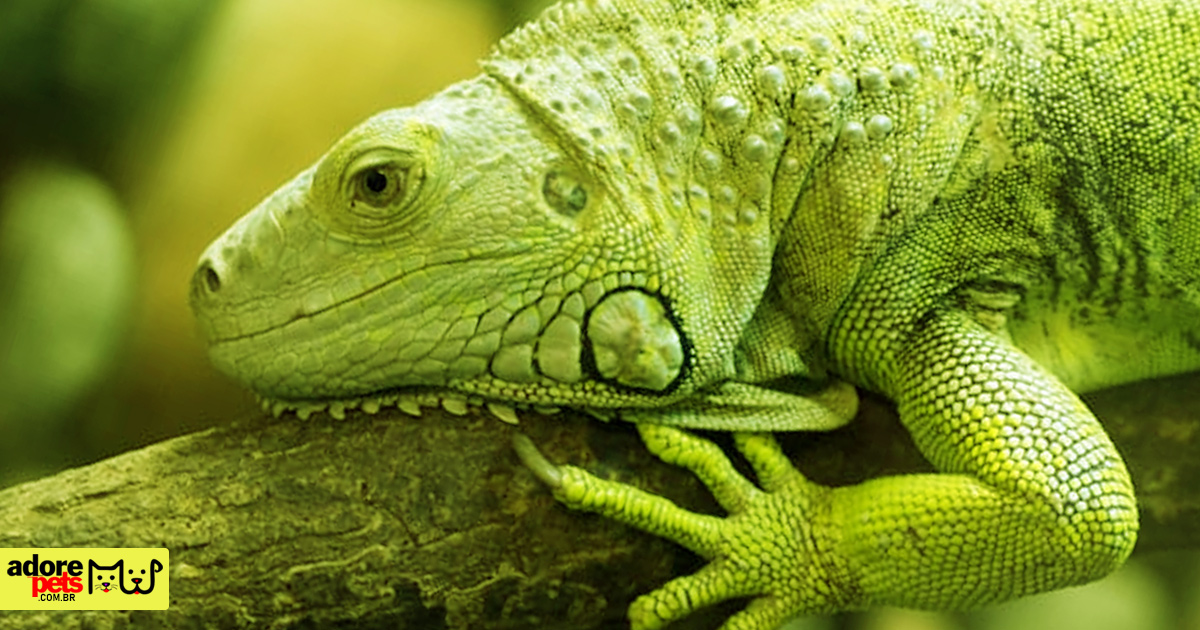 Iguana verde: um réptil incrível para ter como pet Iguana verde: um réptil incrível para ter como pet