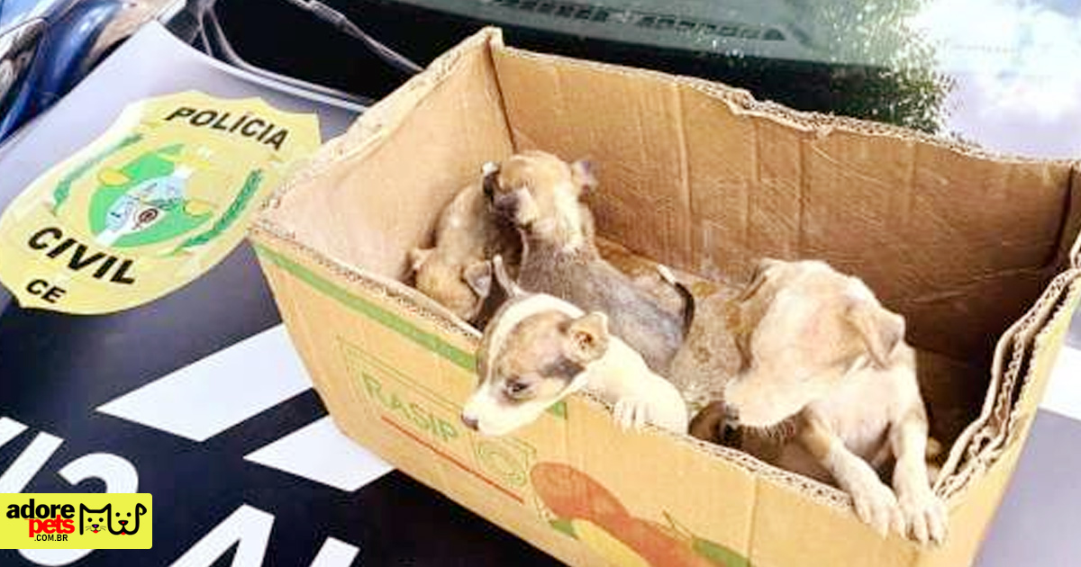 Proteção Animal no Ceará: Cuidando com Amor Proteção Animal no Ceará: Cuidando com Amor