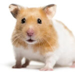 Saiba como criar um Hamster como animal de estimação