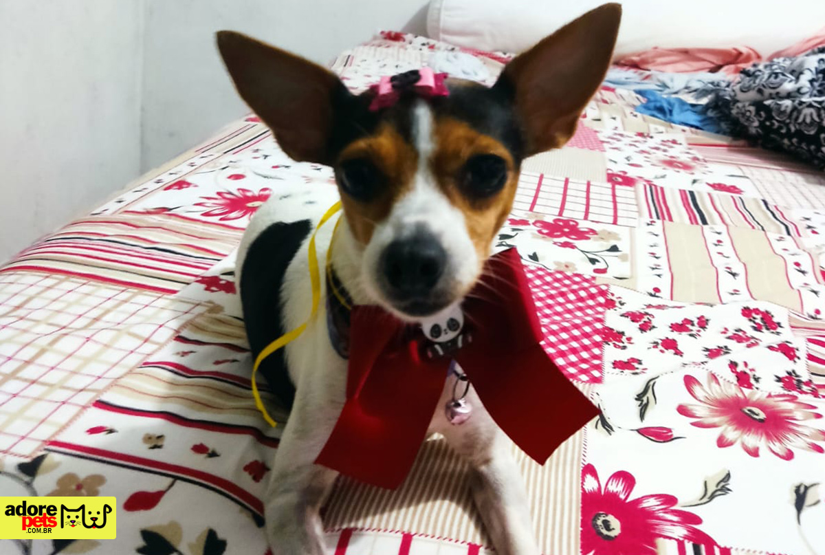 Conheça o terrier brasileiro: O cachorro Fox Paulistinha Conheça o terrier brasileiro: O cachorro Fox Paulistinha