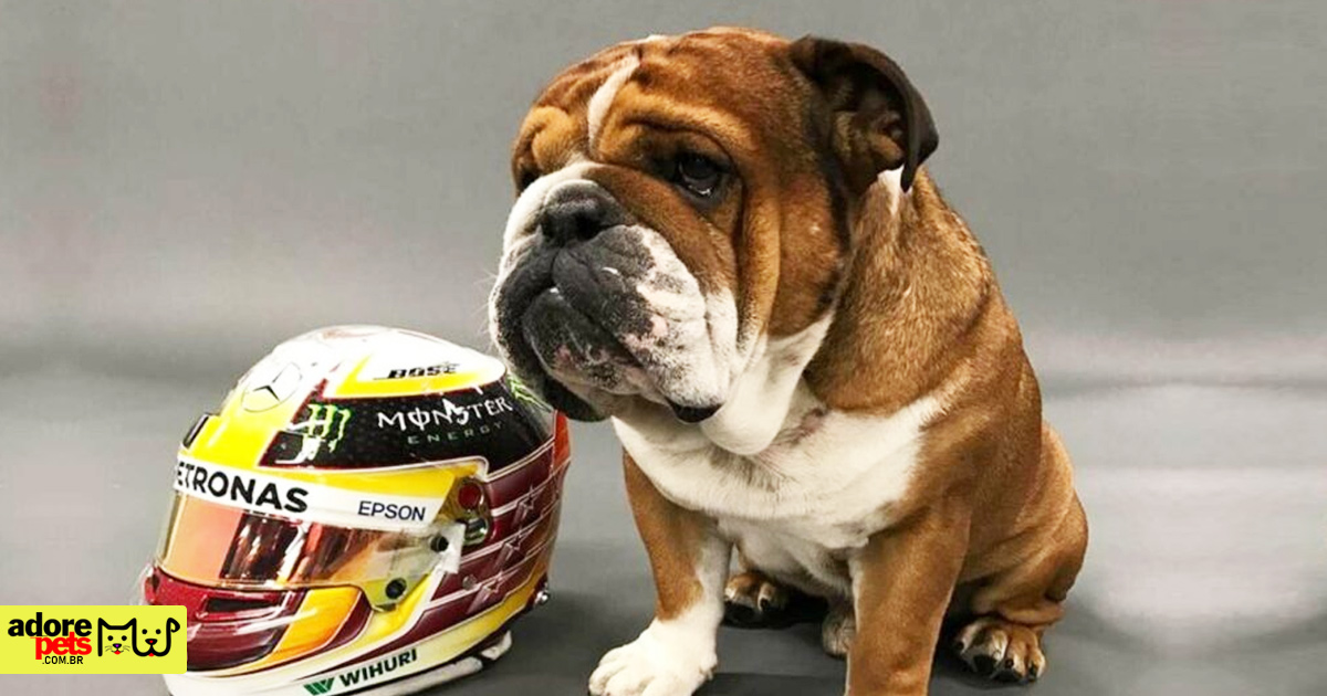 Conheça Roscoe, o adorável Bulldog Inglês de Lewis Hamilton