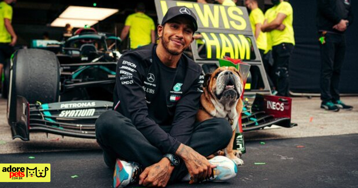 Conheça Roscoe, o adorável Bulldog Inglês de Lewis Hamilton Conheça Roscoe, o adorável Bulldog Inglês de Lewis Hamilton