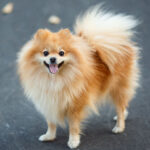 Descubra o encanto do cão Lulu da Pomerânia: O Spitz Alemão Anão