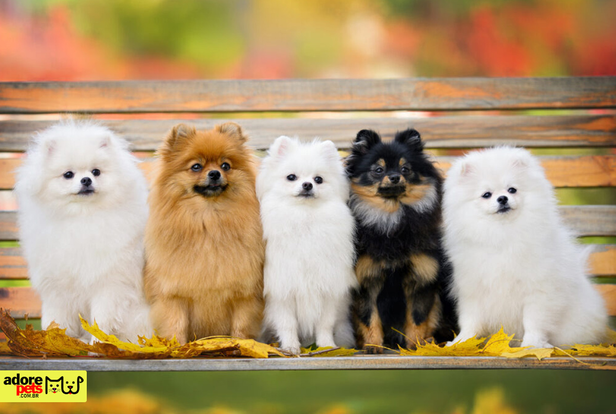 Descubra o encanto do cão Lulu da Pomerânia: O Spitz Alemão Anão