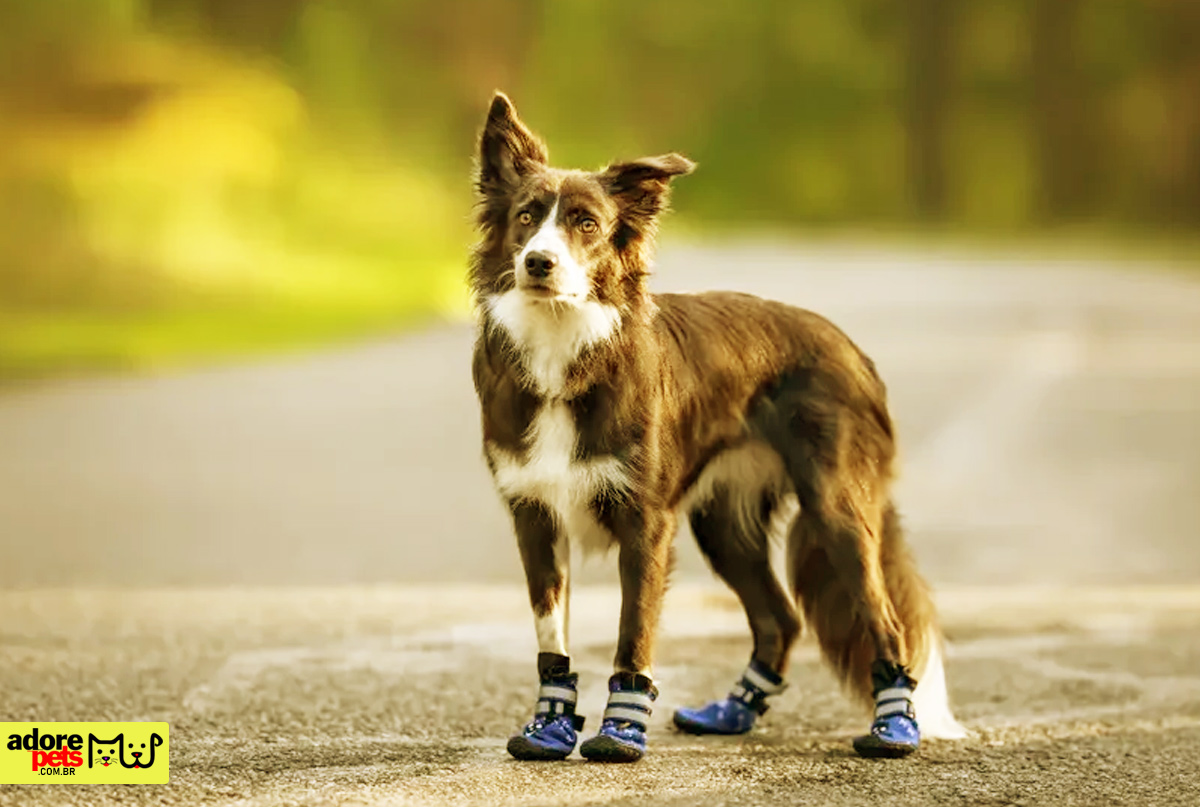 10 cuidados para um passeio agradável com seu cão em dias quentes