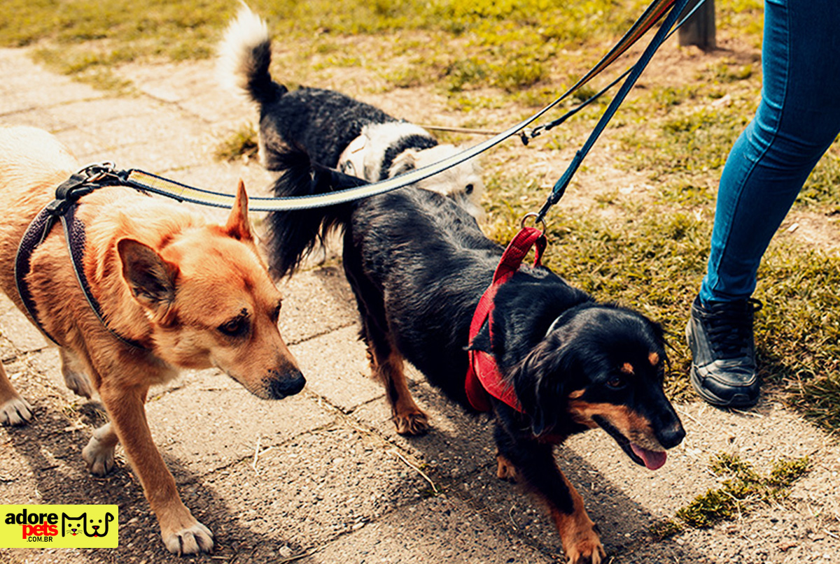 10 cuidados para um passeio agradável com seu cão em dias quentes 10 cuidados para um passeio agradável com seu cão em dias quentes