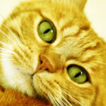 Os 20 nomes de gatas mais populares