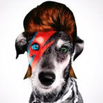 50 nomes de celebridades mais usadas em cachorros no mundo