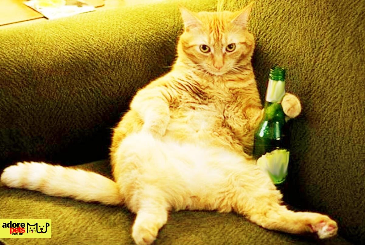 Os perigos das bebidas alcoólicas nos animais - Adore Pets