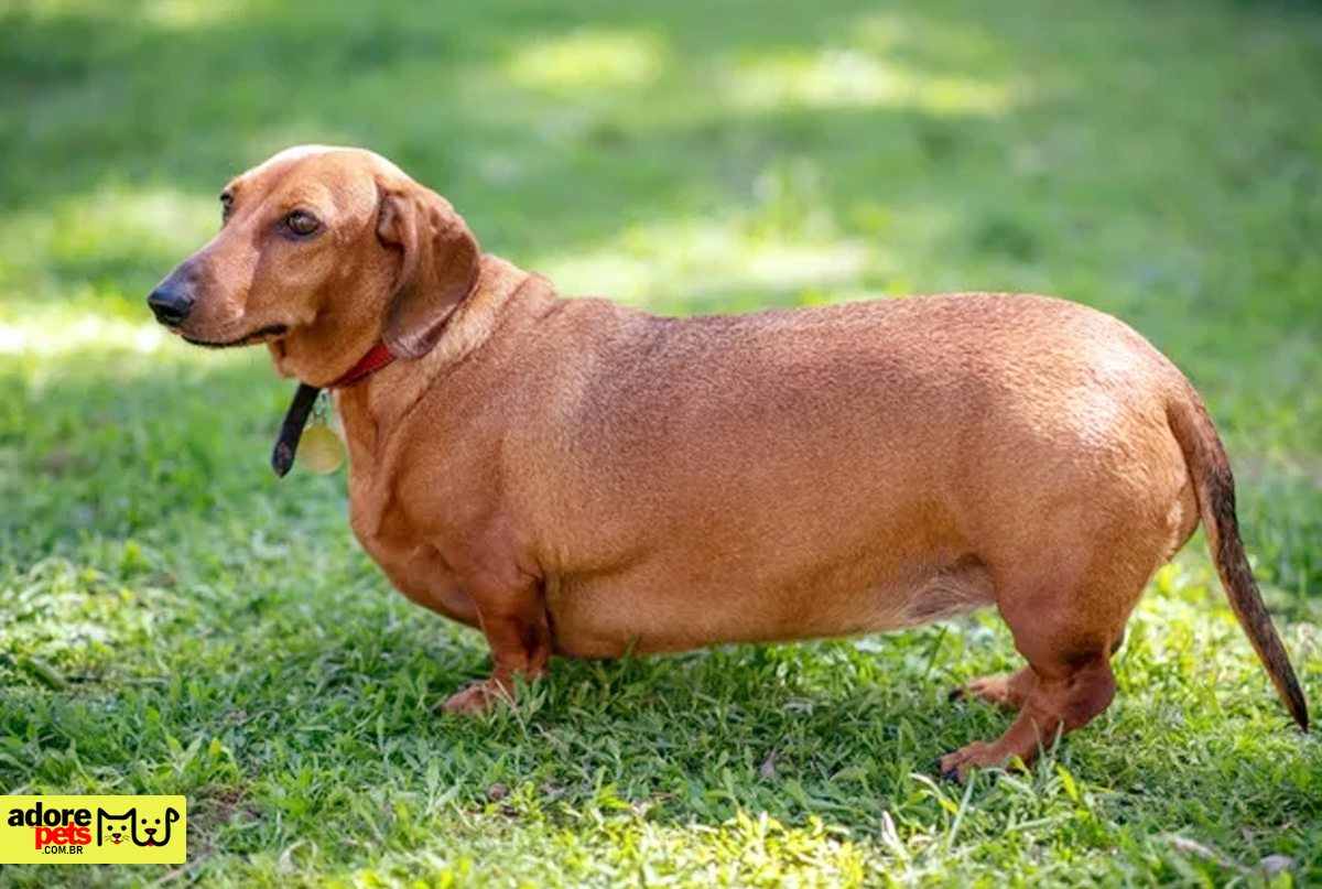 Obesidade Pet: Cuidados necessários para manter a saúde