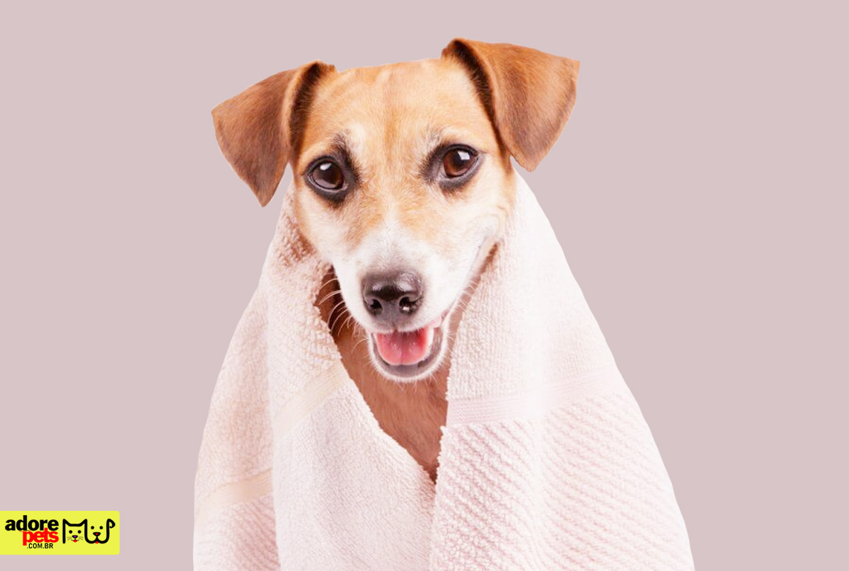 Banho e Tosa: Benefícios para a saúde e felicidade dos Pets Banho e Tosa: Benefícios para a saúde e felicidade dos Pets