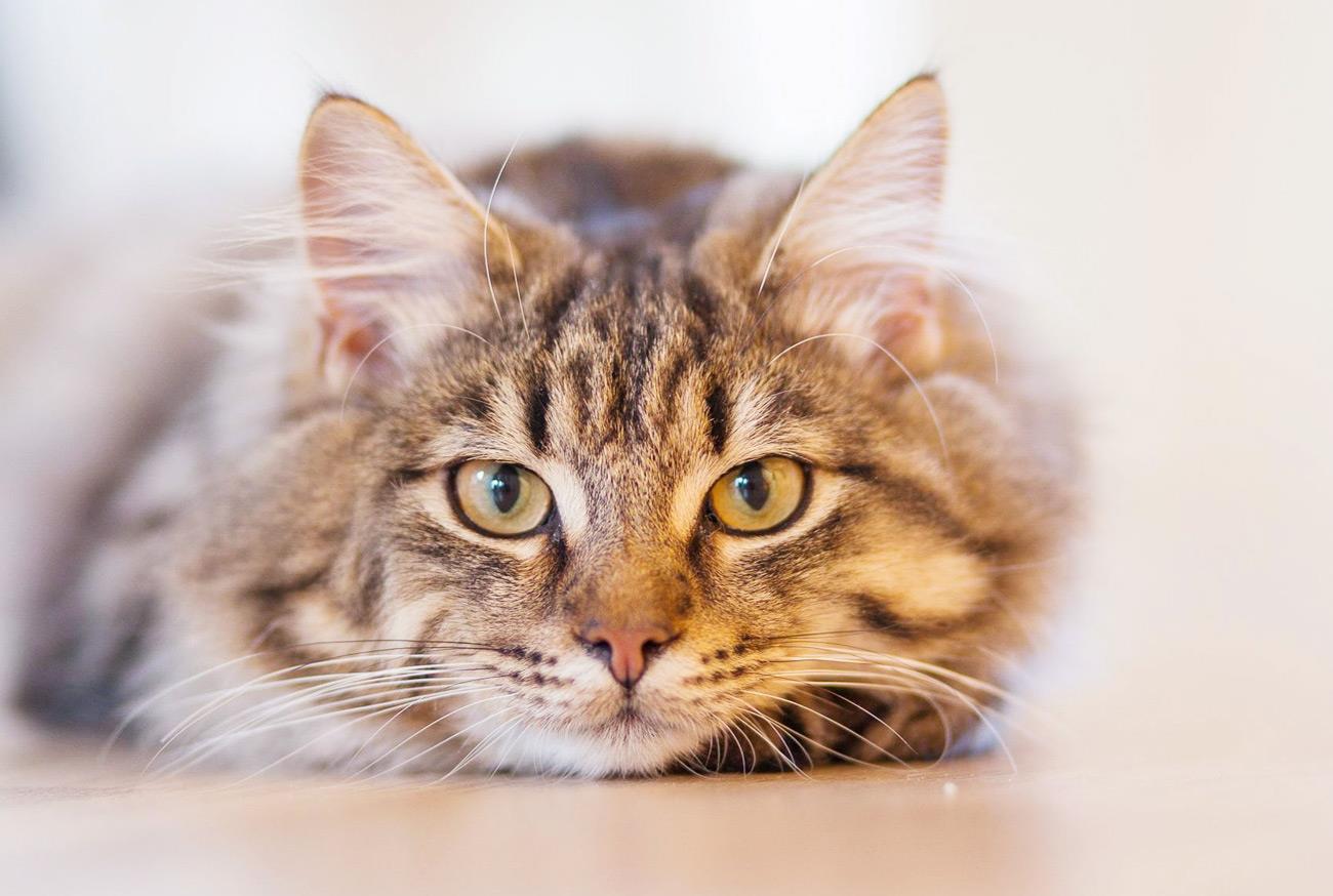 Estudo mostra que ter gato reduz em 30% o risco de infarto Estudo: Ter gatos reduz em 30% o risco de infarto