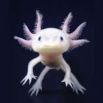 Os 10 Animais Exóticos de Estimação mais fascinantes