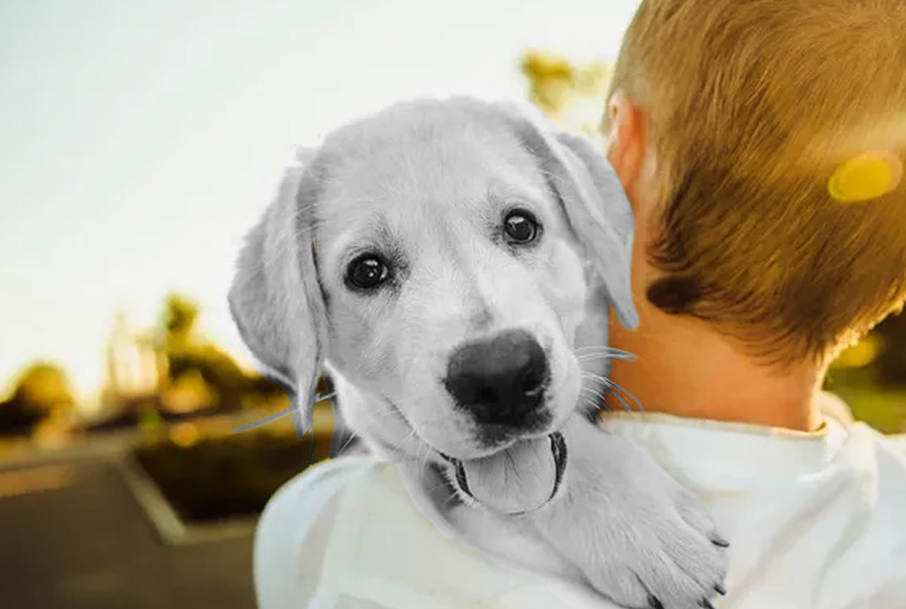 O que significa quando morre um animal de estimação O que significa quando morre um animal de estimação