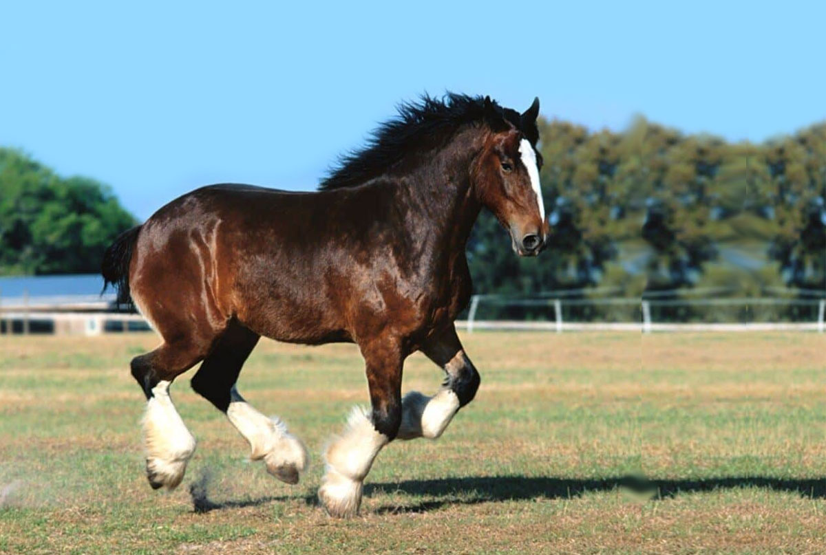 Percheron: A raça de cavalo gigante, gentil e versátil Percheron: A raça de cavalo gigante, gentil e versátil