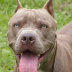 Pitbull: Vantagens e cuidados ao adotar um amigo protetor