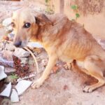 Dia Internacional do Animal Abandonado: Como fazer a diferença