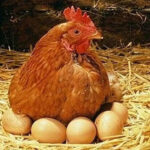 Animais que botam ovo: Conheça os incríveis ovíparos no mundo animal