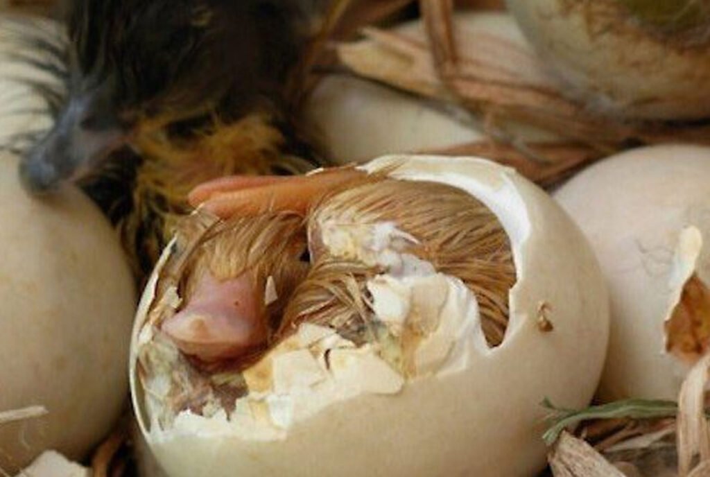 Animais que botam ovo: Conheça os incríveis ovíparos no mundo animal ...