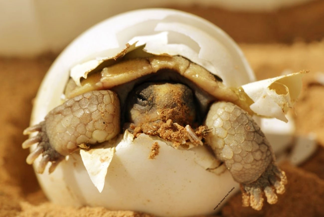 Animais que botam ovo: Conheça os incríveis ovíparos no mundo animal ...