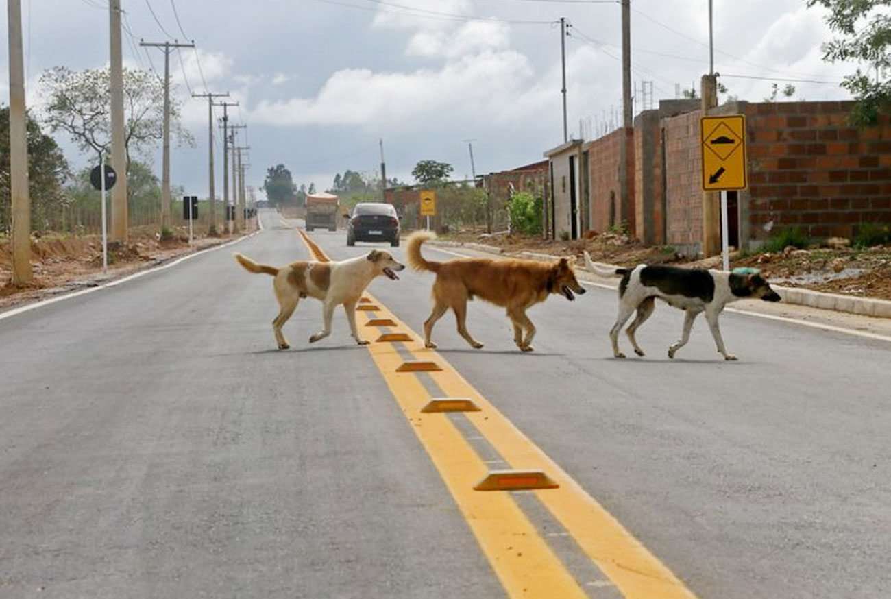 Cachorro solto na rua: de quem é a responsabilidade? Cachorro solto na rua: de quem é a responsabilidade?