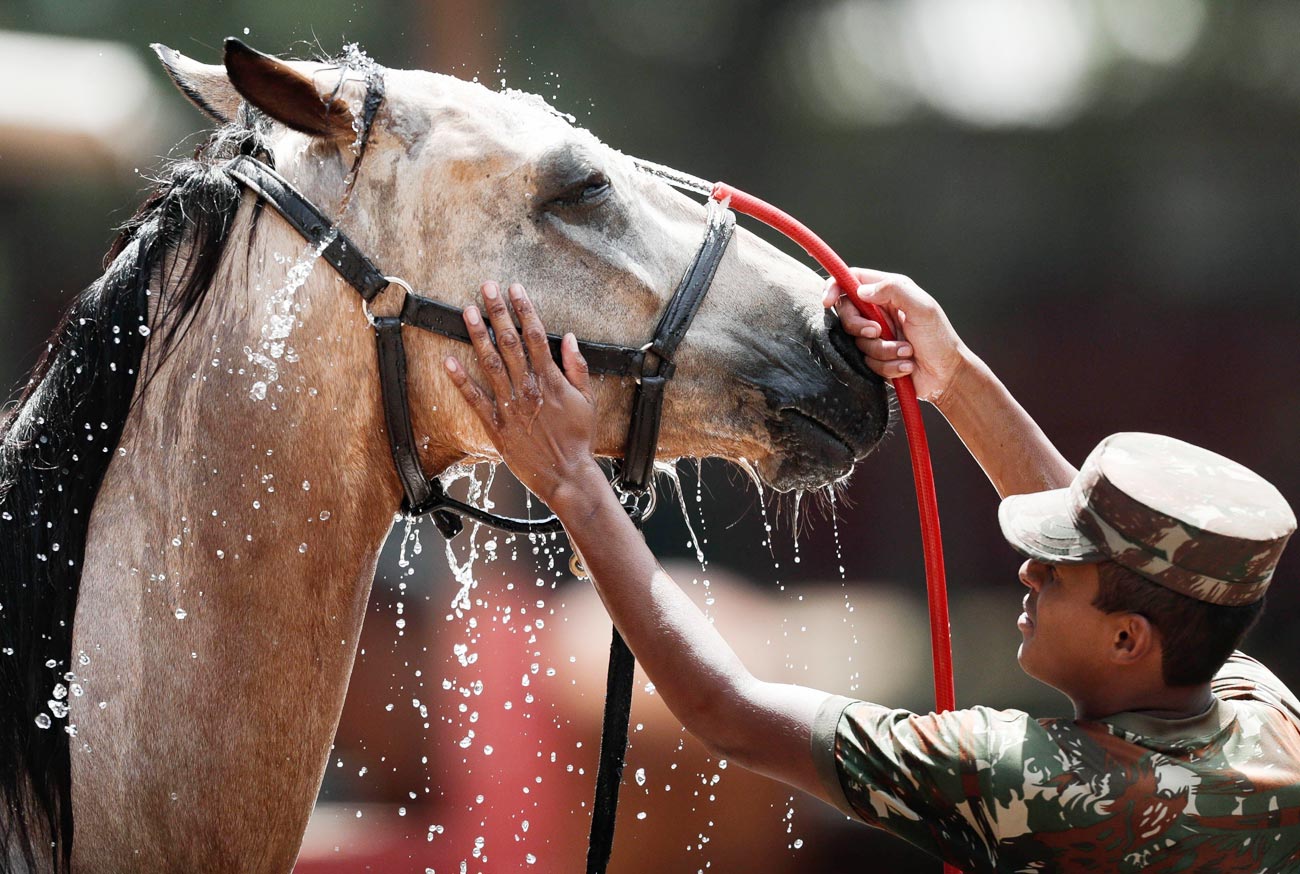 Cavalo Baio o herói involuntário da Proclamação da República no Brasil
