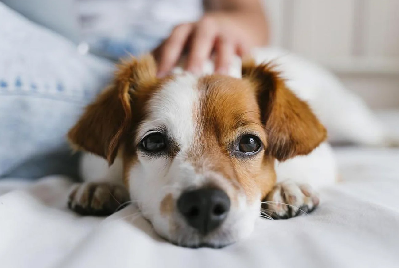 Cuidados com Pet: Dicas para o bem-estar do seu amigo de estimação Cuidados com Pet: Dicas para o bem-Estar do seu amigo de estimação