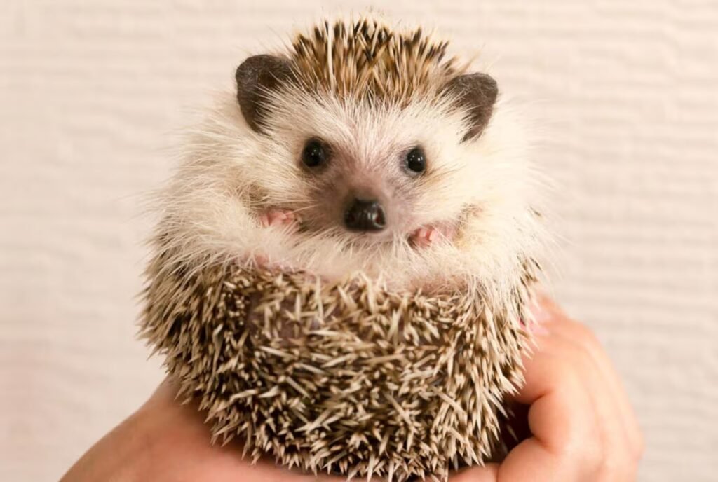 Animais de estimação pequenos: conheça os 10 mais amados no Brasil ...