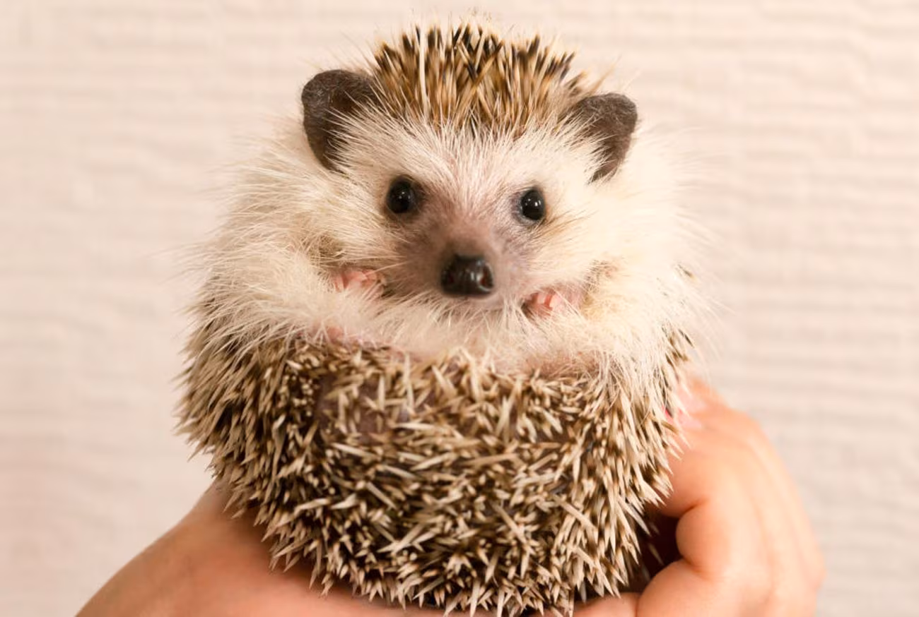 Animais de estimação pequenos: conheça os 10 mais amados no Brasil!