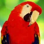 Arara-vermelha: conheça um dos pássaros mais lindos do Brasil