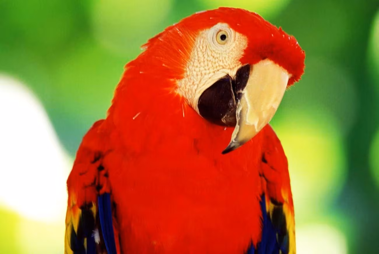 Arara-vermelha: conheça um dos pássaros mais lindos do Brasil Arara-vermelha: conheça um dos pássaros mais lindos do Brasil