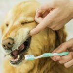 Saúde bucal pet: Um cuidado que faz bem ao seu amigo