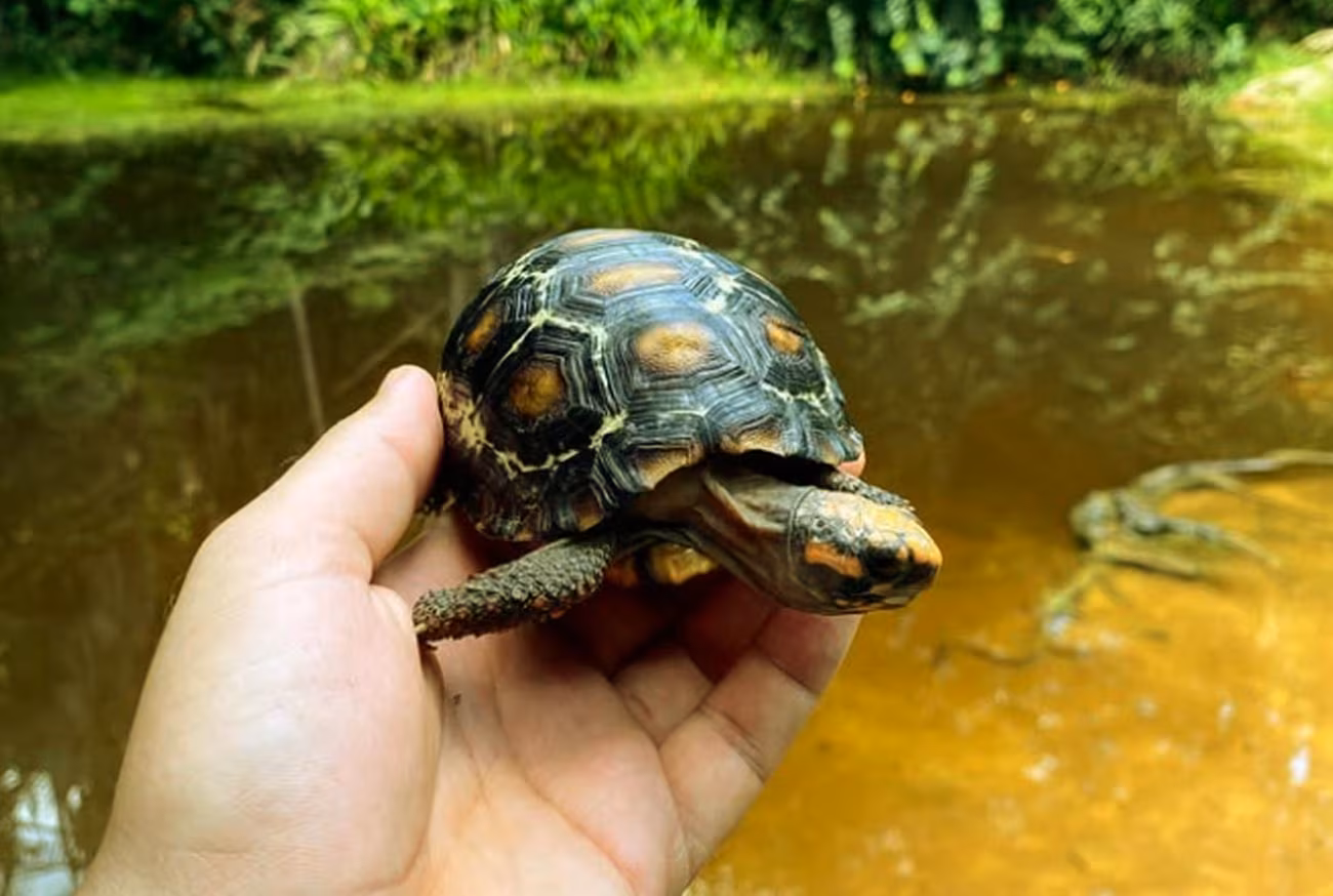 Animais de estimação pequenos: conheça os 10 mais amados no Brasil!