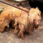 Maus-tratos: Resgate comovente do poodle Scooby em Fortaleza, Ceará
