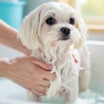 Excesso de banho: saiba como prejudica seu cachorro
